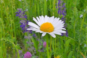 夏天漂亮雏菊花朵图片